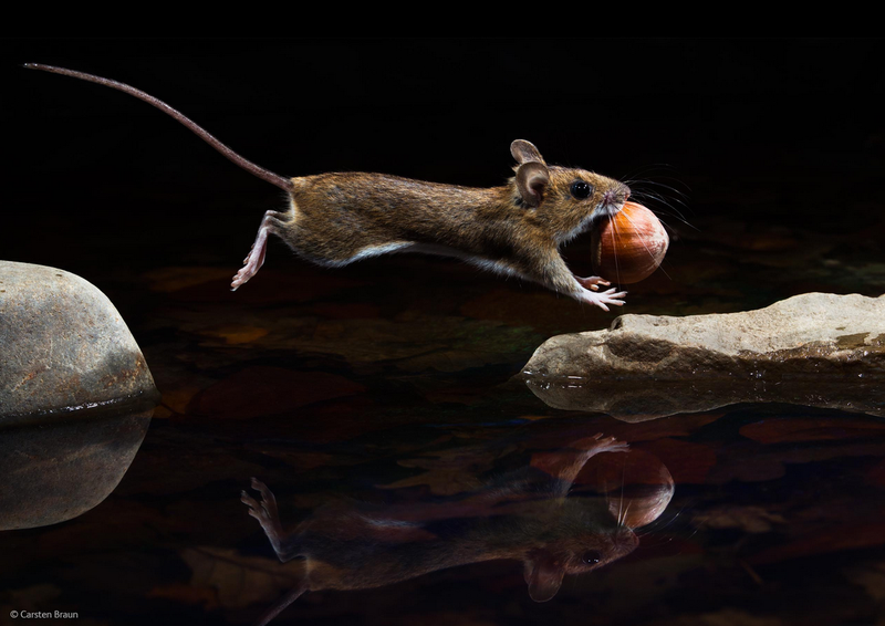 Illustration for article titled The Competition Is Fierce For This Year's Best Wildlife Photographer